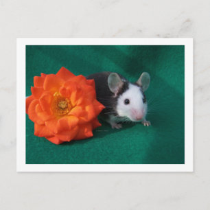 Postal Ratón blanco negro y rosa de té Naranja