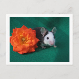 Postal Ratón blanco negro y rosa de té Naranja