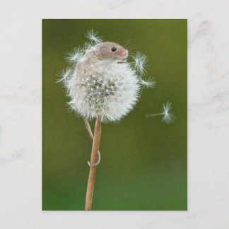Postal - Ratón de campo y Dandelion