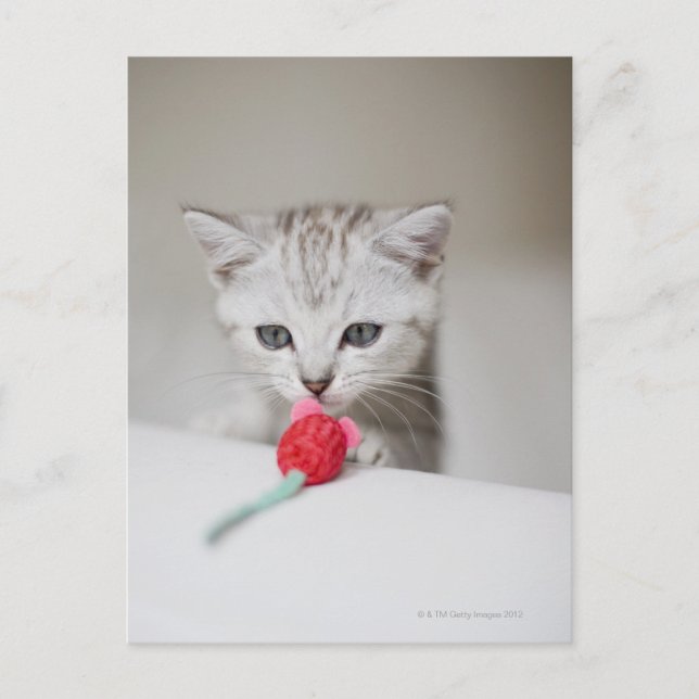 Postal Ratón de juguete con olor a gatito británico (Anverso)