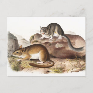 Postal Ratón de Neotoma de Montaña Rocosa (Neotoma Drummo