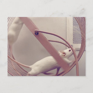 Postal Ratones de rueda en marcha