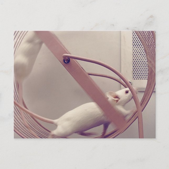 Postal Ratones de rueda en marcha (Anverso)