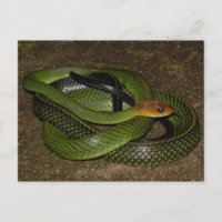 Ratsnake con márgenes negros o serpiente de rata v