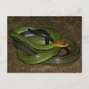 Postal Ratsnake con márgenes negros o serpiente de rata v