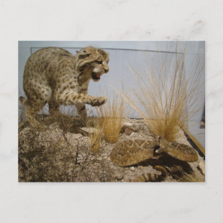 Postal Rattle Snake vs Bobcat Postcard