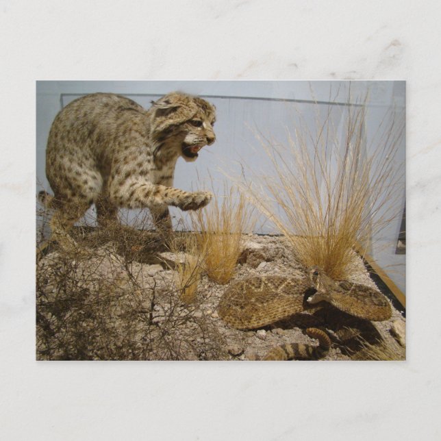 Postal Rattle Snake vs Bobcat Postcard (Anverso)