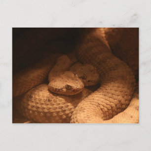 Postal Rattle Snakes