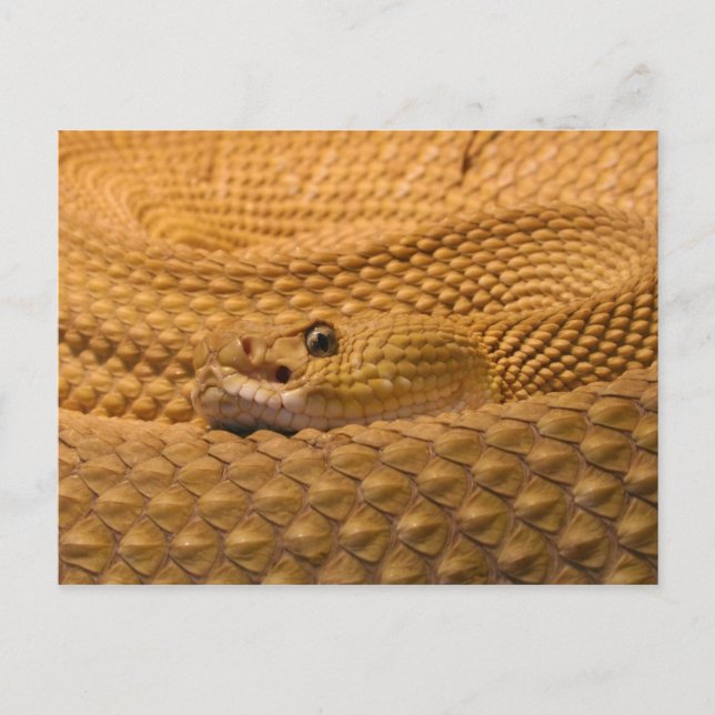 Postal Rattlesnae (Anverso)