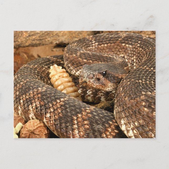 Postal Rattlesnake. (Anverso)