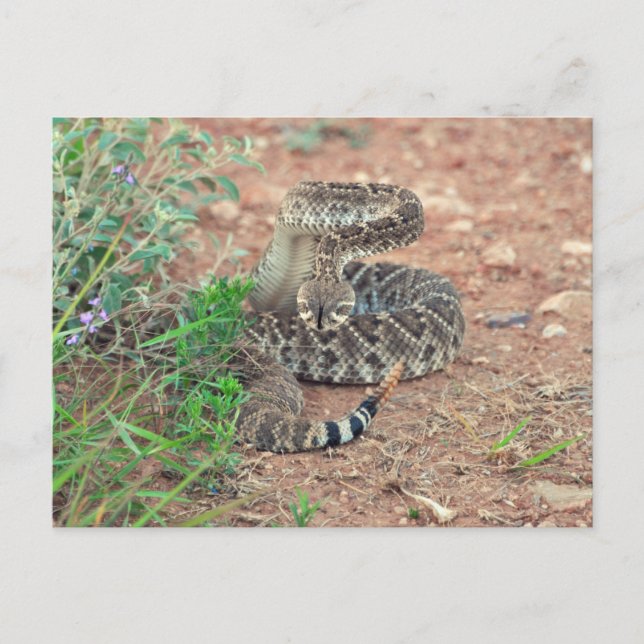 Postal Rattlesnake (Anverso)