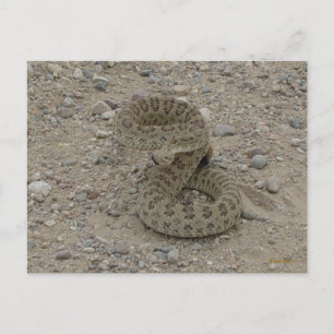 Postal Rattlesnake Rrairie