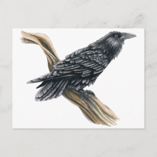Postal Raven