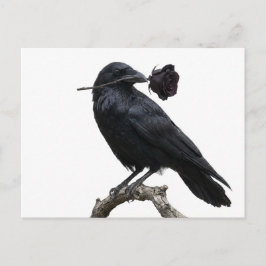 Postal Raven