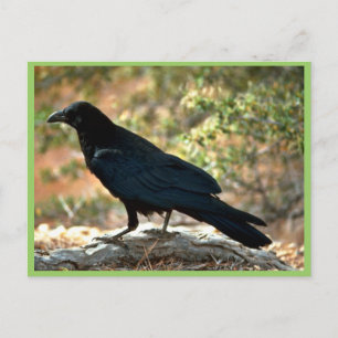 Postal Raven