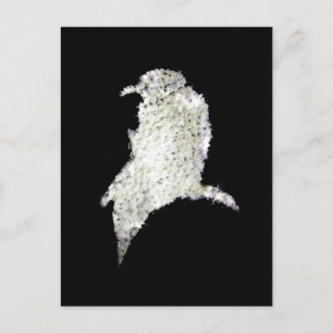 Postal Raven