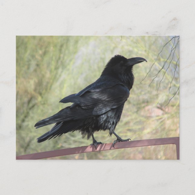 Postal Raven (Anverso)