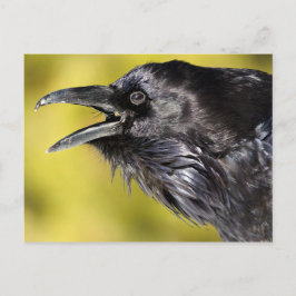 Postal Raven Calling