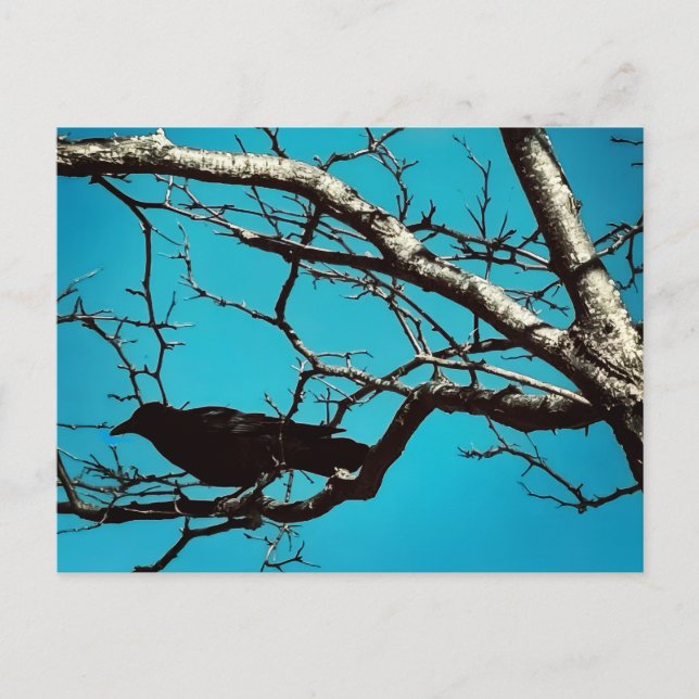 Postal Raven Crow Black Bird Silver Tree Blue Sky Photo (Anverso)