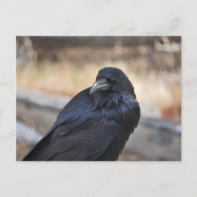 Postal Raven de Yellowstone (Anverso)