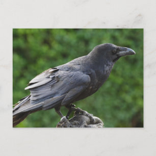 Postal Raven del Norte