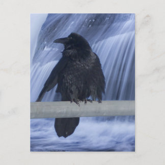 Postal Raven encaramado sobre una cascada