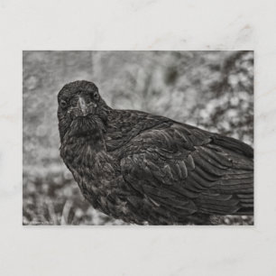 Postal Raven P9239