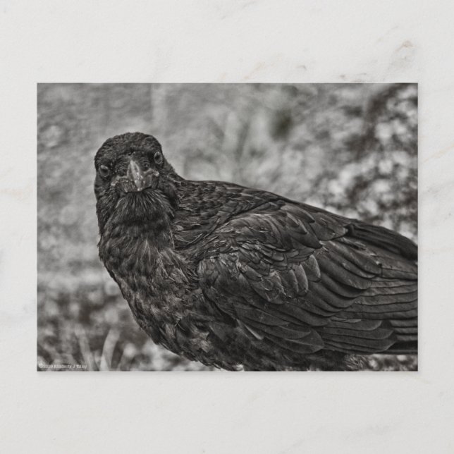 Postal Raven P9239 (Anverso)