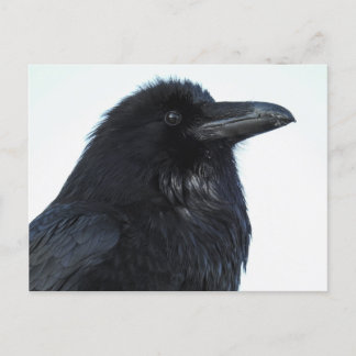 Postal Raven Postcard