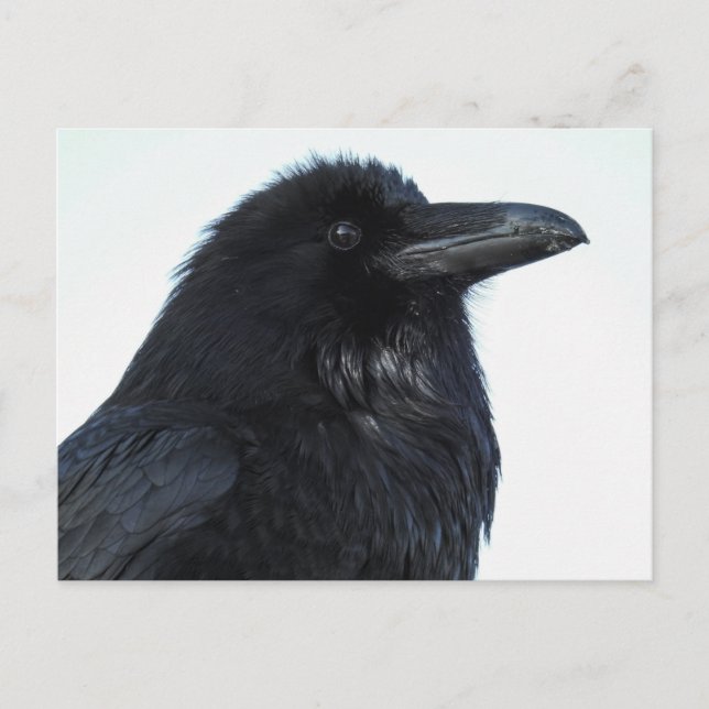 Postal Raven Postcard (Anverso)