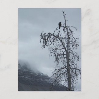 Postal Raven solitario