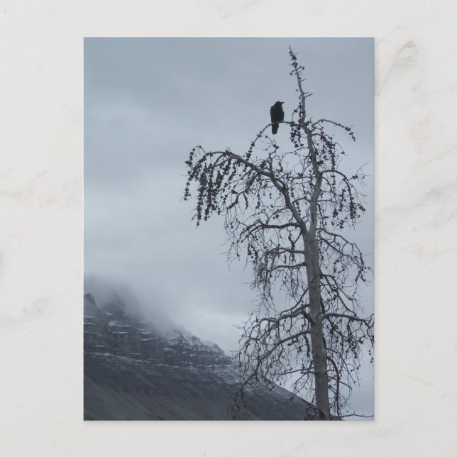 Postal Raven solitario (Anverso)