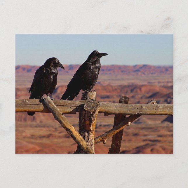 Postal Ravens (Anverso)
