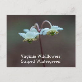 Postal rayada del Wildflower de Wintergreen