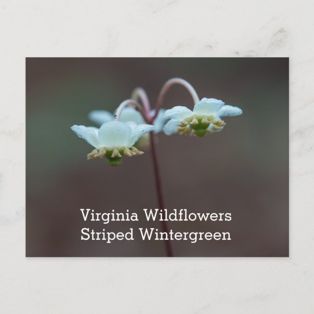 Postal rayada del Wildflower de Wintergreen (Anverso)