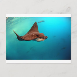 Postal Rayas de águila localizadas Islas Galápagos