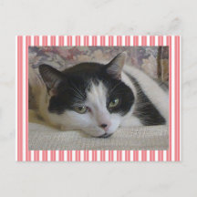 Rayas de gato negro blanco lindo rosado