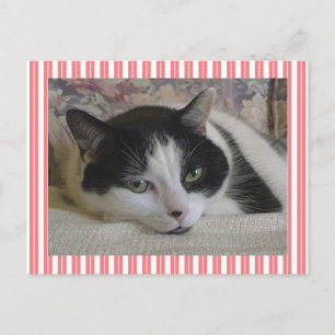 Postal Rayas de gato negro blanco lindo rosado