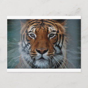 Postal Rayas de gato tigre niebla de la selva animal