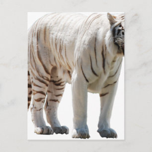 Postal Rayas de gato tigre personalizan aniversarios de b