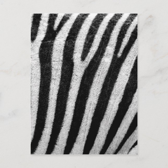 Postal Rayas de pelo de cebra blanca y negra (Anverso)