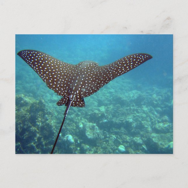 Postal Rayo de águila visto (Anverso)