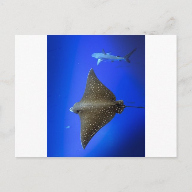 Postal Rayo de águila y tiburón de arrecife bajo el agua (Anverso)