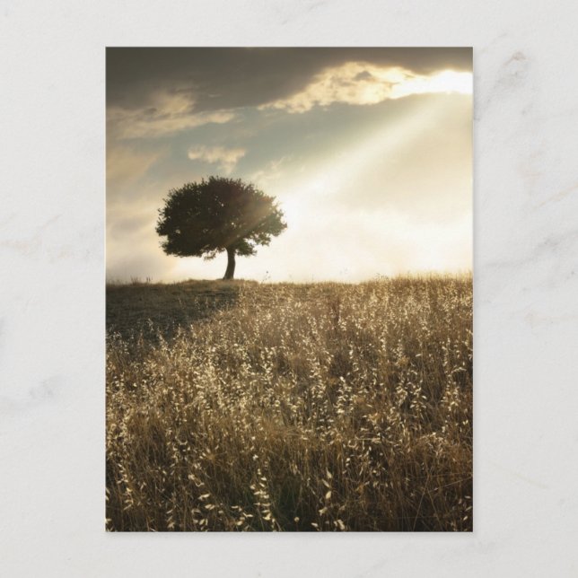 Postal Rayos de luz rompen por el dramático cielo (Anverso)