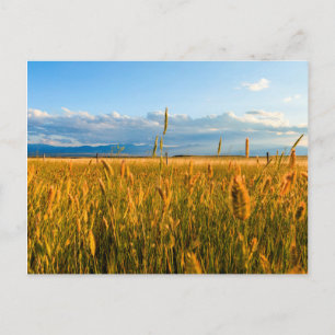 Postal Rayos de sol sobre campo de trigo con montañas