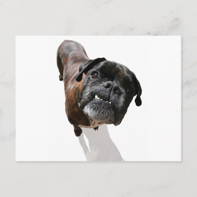 Postal Raza de perro de Boxer (Anverso)