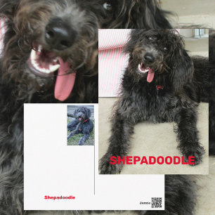Postal Raza de perro Shepadoodle tonto feliz