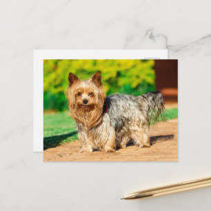 Postal Raza favorita de Yorkshire Terrier Yorkie