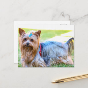 Postal Raza favorita de Yorkshire Terrier Yorkie