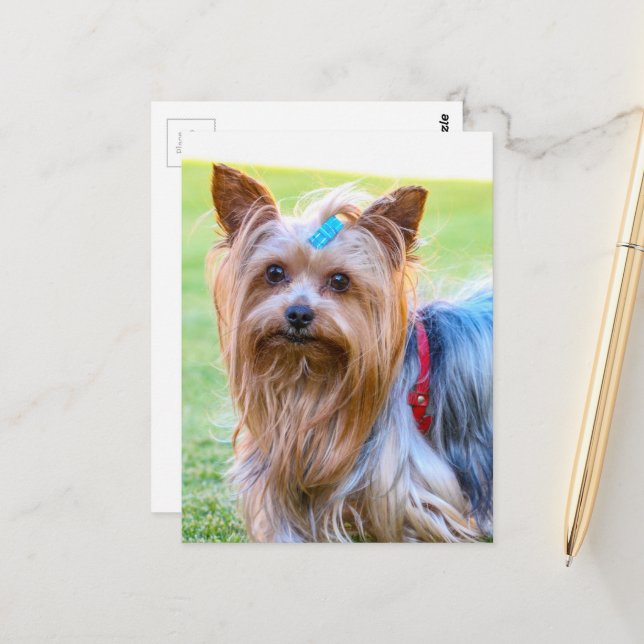 Postal Raza favorita de Yorkshire Terrier Yorkie (Anverso/Reverso In Situ)
